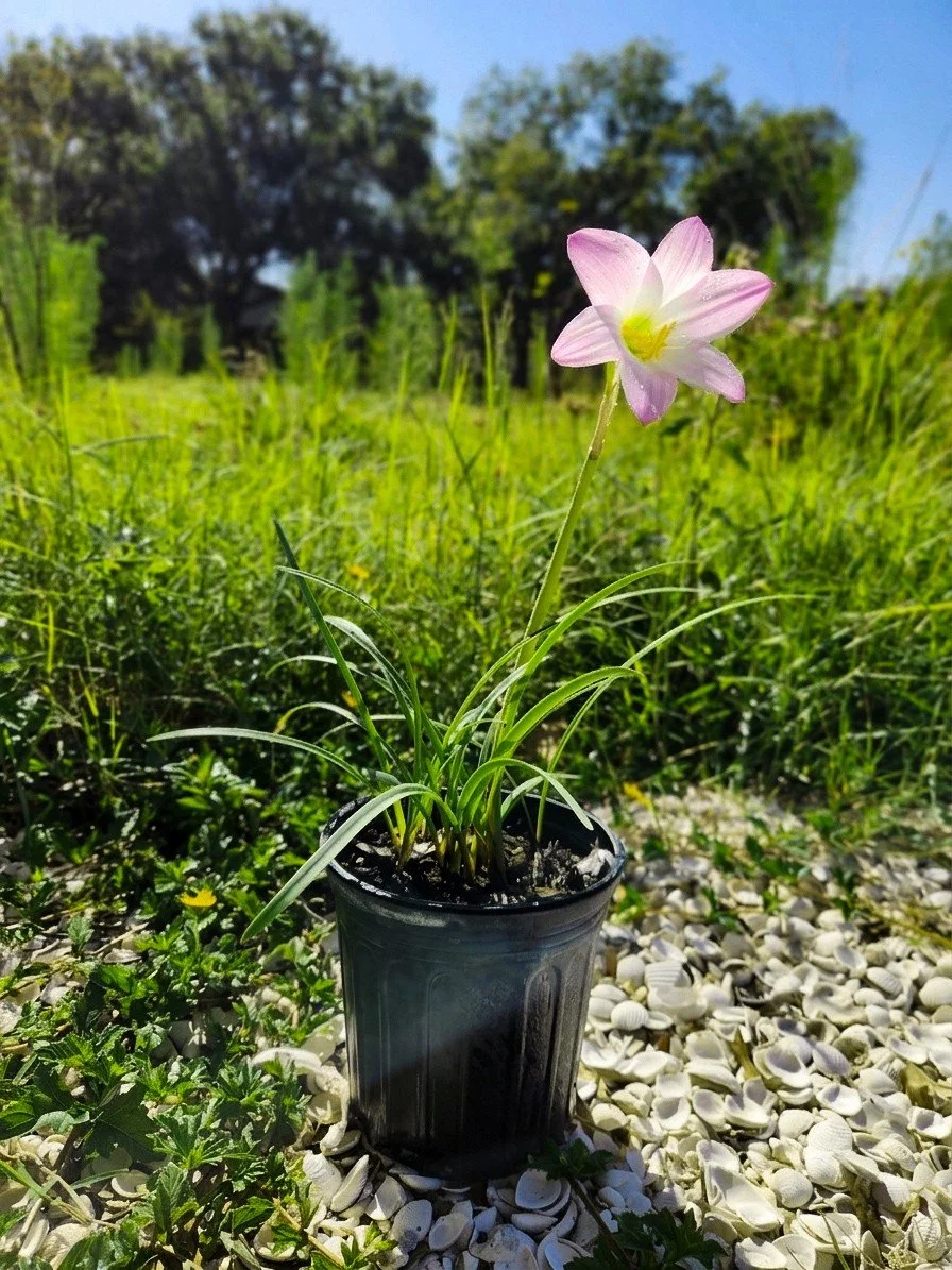 Wild Strawberry, Fragaria virginiana — Florida Native Plants